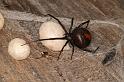 Latrodectus_hasselti_D3653_Z_81_Hamelin pool_Australie